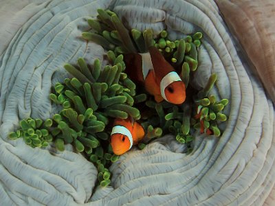 21 Nov Richelieu Koh Tachai